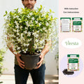100 Non-GMO Fragrant Climbing Jasmine Seeds