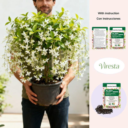 100 Non-GMO Fragrant Climbing Jasmine Seeds