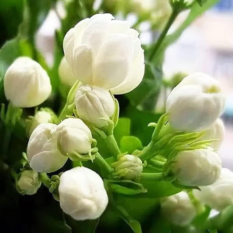 100 Non-GMO Fragrant Climbing Jasmine Seeds