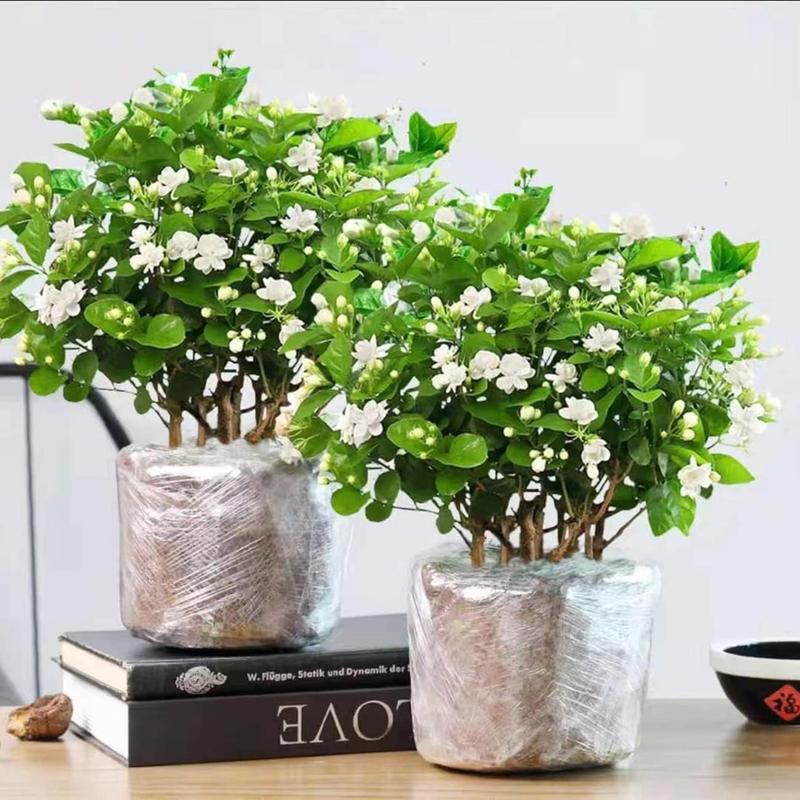 100 Non-GMO Fragrant Climbing Jasmine Seeds