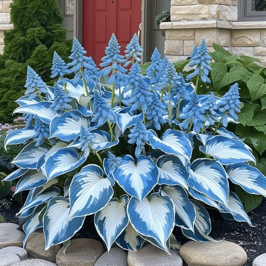 🍃Rare Hosta Seeds🌿