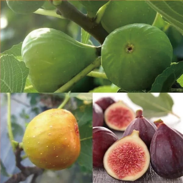 🏆65K+ SOLD! 🌱99% Germination🌿Brown Turkey Fig Seeds – Easy To Grow On Your Patio And Balcony At Home