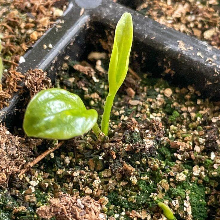 🏆65K+ SOLD! 🌱99% Germination🌿Brown Turkey Fig Seeds – Easy To Grow On Your Patio And Balcony At Home