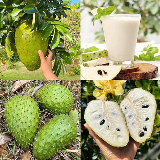 💥🌸 Organic Soursop (Graviola) Seeds – Non-GMO Heirloom Tropical Fruit seeds