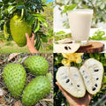 💥🌸 Organic Soursop (Graviola) Seeds – Non-GMO Heirloom Tropical Fruit seeds