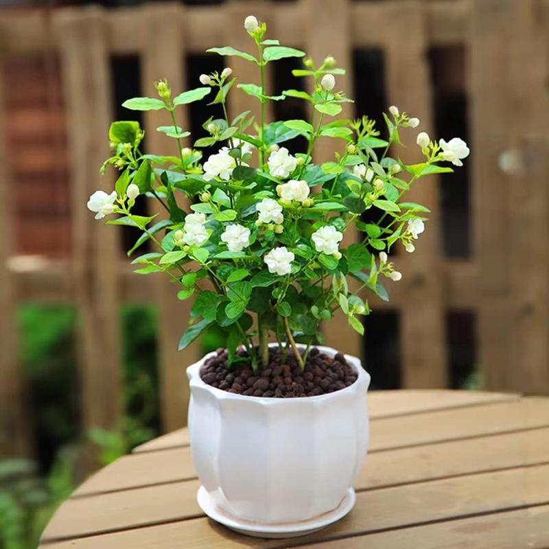 100 Non-GMO Fragrant Climbing Jasmine Seeds