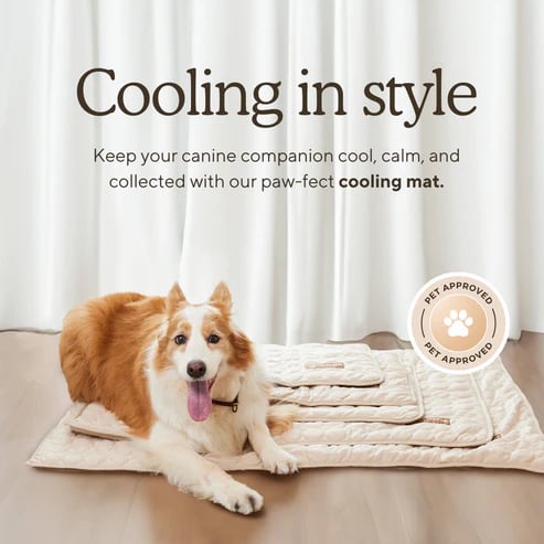 🔥🔥Hot Sale 🧊Dog Cooling Mat (4x more effective)