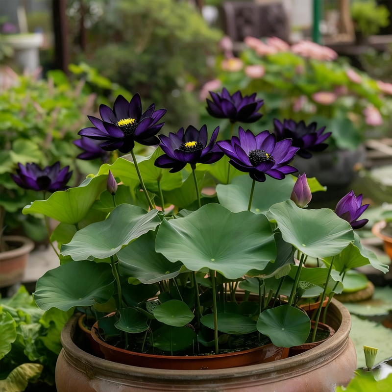 💮Midnight Purple Lotus Seeds