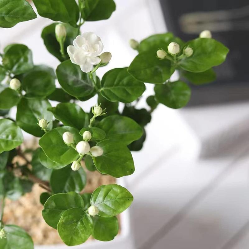 100 Non-GMO Fragrant Climbing Jasmine Seeds
