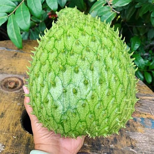 💥🌸 Organic Soursop (Graviola) Seeds – Non-GMO Heirloom Tropical Fruit seeds