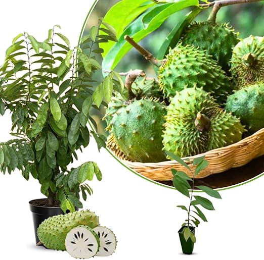 💥🌸 Organic Soursop (Graviola) Seeds – Non-GMO Heirloom Tropical Fruit seeds