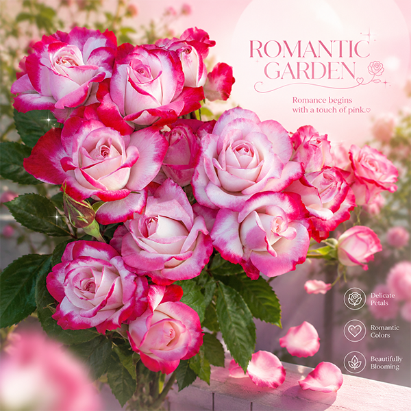 Romantic Pink Rose Seeds – Elegant Two-Tone Blooms for Home Gardens