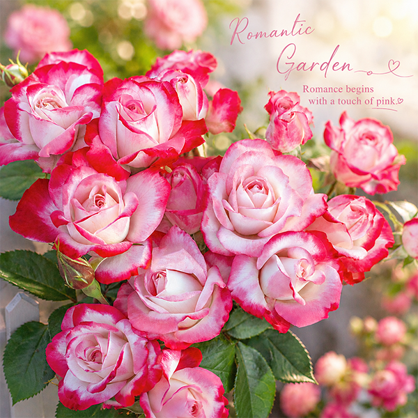 Romantic Pink Rose Seeds – Elegant Two-Tone Blooms for Home Gardens
