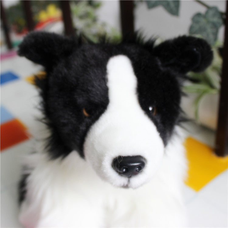 Border Collie Dog Companion