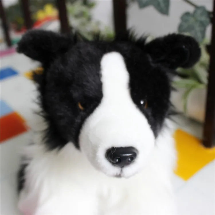Border Collie Dog Companion