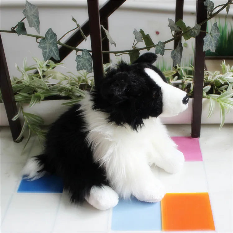 Border Collie Dog Companion