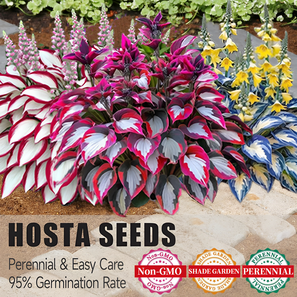 🍃Rare Hosta Seeds🌿