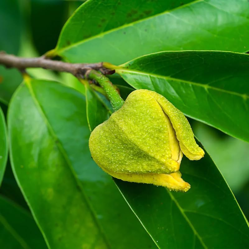 💥🌸 Organic Soursop (Graviola) Seeds – Non-GMO Heirloom Tropical Fruit seeds