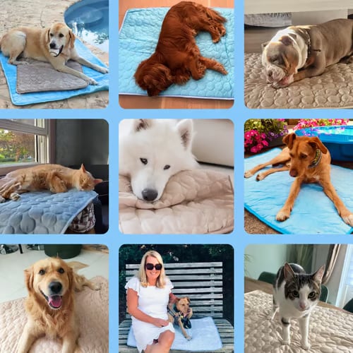 🔥🔥Hot Sale 🧊Dog Cooling Mat (4x more effective)