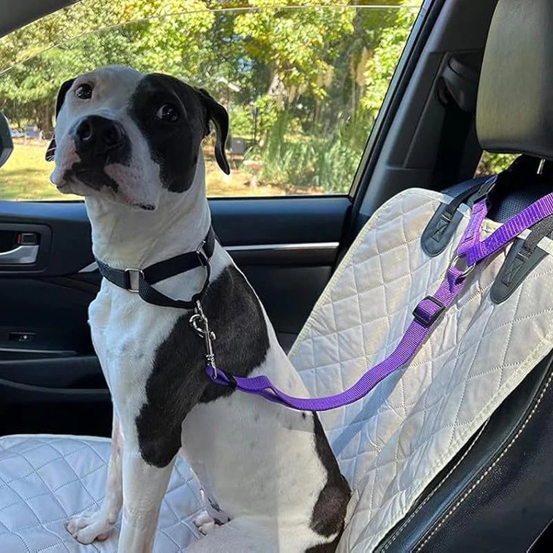 Dog sitting in a car with a purple leash attached to a seat belt, on a quilted car seat cover.
