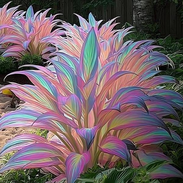 🍃Rare Hosta Seeds🌿