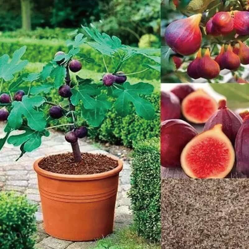 🏆65K+ SOLD! 🌱99% Germination🌿Brown Turkey Fig Seeds – Easy To Grow On Your Patio And Balcony At Home