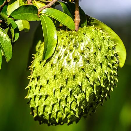💥🌸 Organic Soursop (Graviola) Seeds – Non-GMO Heirloom Tropical Fruit seeds
