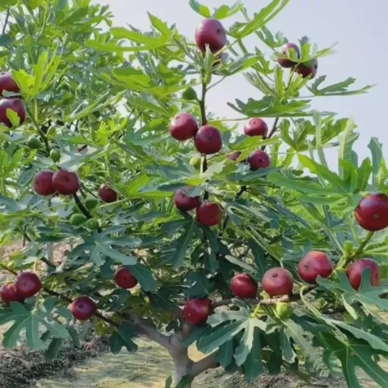 🏆65K+ SOLD! 🌱99% Germination🌿Brown Turkey Fig Seeds – Easy To Grow On Your Patio And Balcony At Home