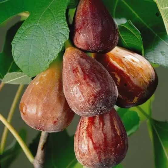 🏆65K+ SOLD! 🌱99% Germination🌿Brown Turkey Fig Seeds – Easy To Grow On Your Patio And Balcony At Home