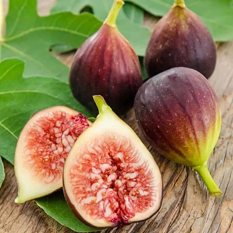 🏆65K+ SOLD! 🌱99% Germination🌿Brown Turkey Fig Seeds – Easy To Grow On Your Patio And Balcony At Home