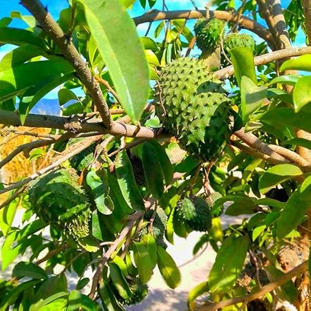 💥🌸 Organic Soursop (Graviola) Seeds – Non-GMO Heirloom Tropical Fruit seeds