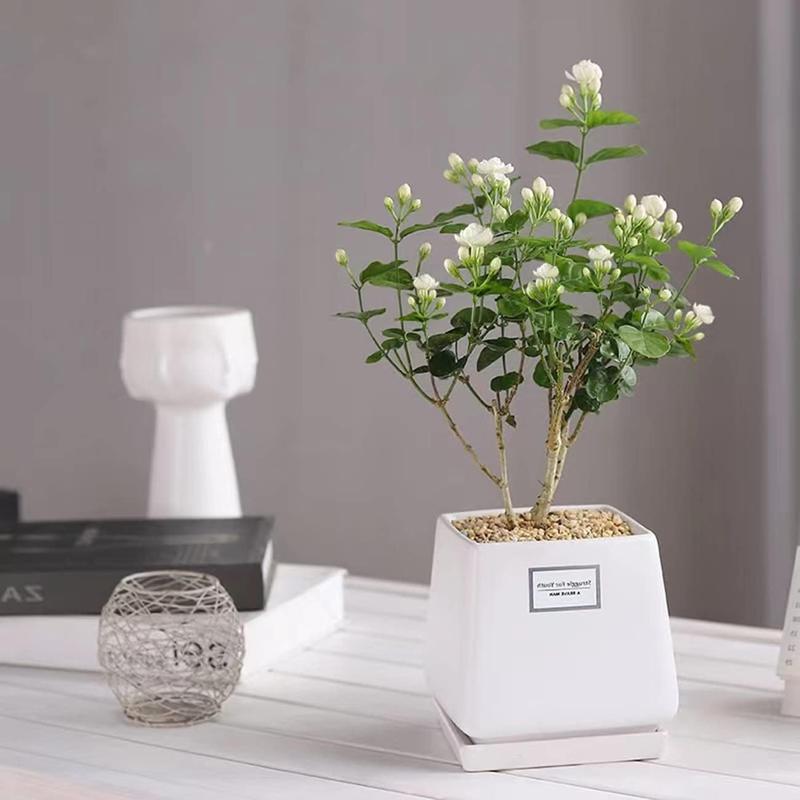 100 Non-GMO Fragrant Climbing Jasmine Seeds
